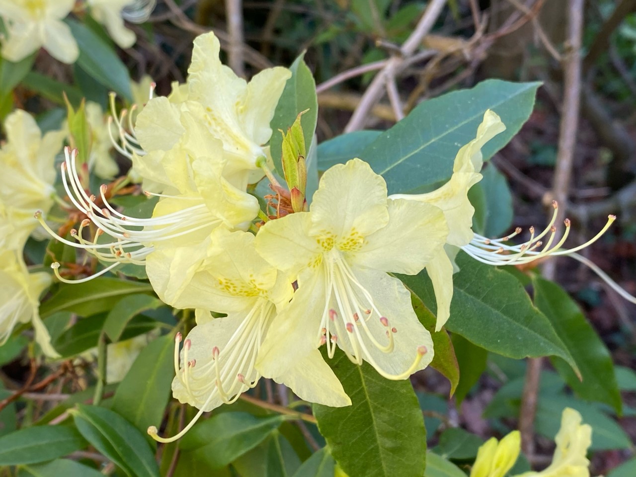 R. lutescens